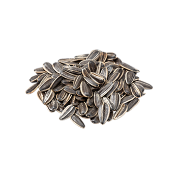 Bulgarian Sunflower Kernels